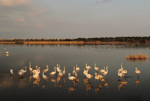 lago biviere gela