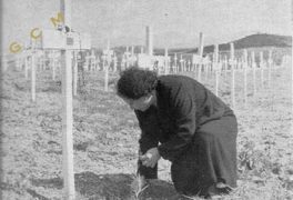 Una mamma al cimitero di guerra di Ponte Olivo